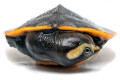 Emydura subglobosa juvenil